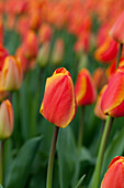 Tulipa 'Oxford´s Elite'