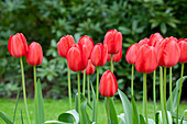 Tulipa 'Red Impression
