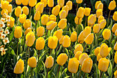 Tulipa 'Yellow Wave'