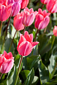 Tulipa fosteriana 'Albert Heyn'