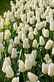 Tulipa fosteriana 'Purissima'