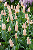 Tulipa greigii 'Für Elise'