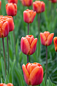 Tulipa 'Brown Sugar'