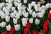 Tulipa 'Kiwanis'