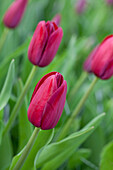 Tulipa Triumph 'National Velvet'