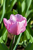 Tulipa Triumph 'Synaeda Amor'