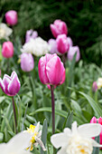 Ambiente Narcissus Tulipa