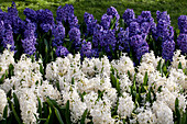 Hyacinthus orientalis