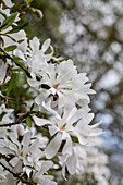 Magnolia stellata