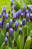 Muscari