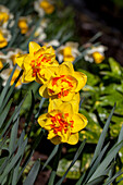 Daffodils, filled, bicolour