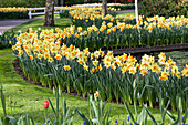 daffodils yellow
