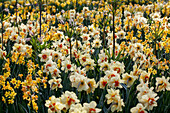 Daffodils yellow with red crown