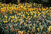 Daffodils mood