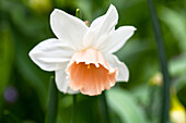 Narcissus