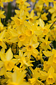 Daffodils white and yellow