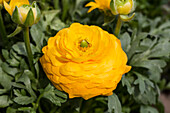 Ranunculus asiaticus, yellow