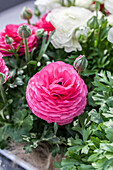 Ranunculus asiaticus, pink