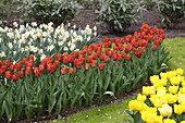 Mood tulips orange daffodils