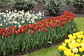 Stimmung Tulpen orange Narzissen