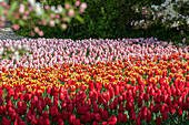 Tulipa Beet