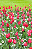 Tulipa, dark red