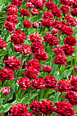 Tulipa, red