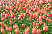 Tulipa, orange