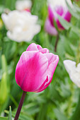 Tulipa