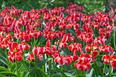 Tulipa, rosa-rot