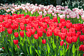 Tulip, red