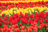 Tulipa, rot und gelb