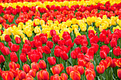 Tulipa, red and yellow