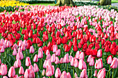 Tulipa, rot und rosa
