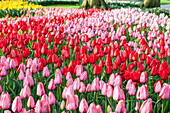 Tulipa, red and pink