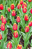 Tulipa 'Fabio