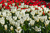 Tulipa white