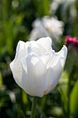 Tulipa, white