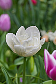 Tulipa, white