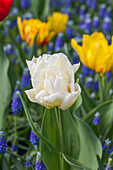 Tulipa, white