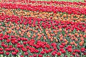 Tulipa rot und orange