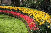 Tulips and daffodils