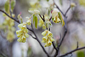 Corylopsis sp