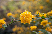 Kerria japonica 'Pleniflora'