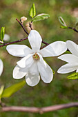 Magnolia kobus