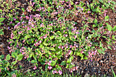 Pulmonaria officinalis