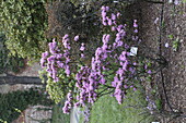 Rhododendron sp-