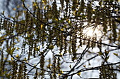 Stachyurus praecox