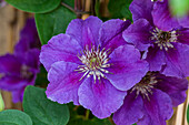 Clematis 'Ashva'