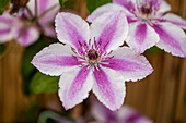 Clematis 'Darius'